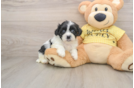 Fluffy Teddy Bear Designer Pup