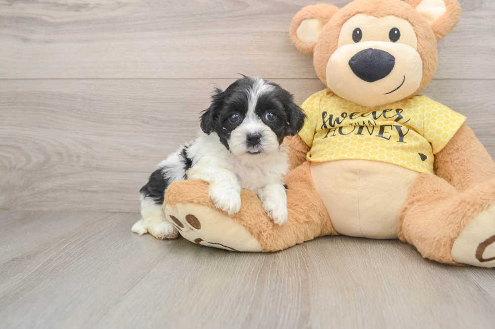 Fluffy Teddy Bear Designer Pup