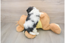 Teddy Bear Pup Being Cute