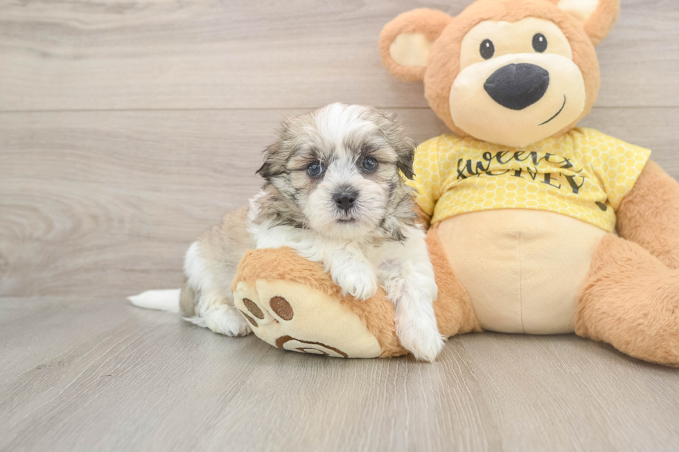 Teddy Bear Puppy for Adoption