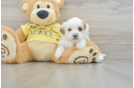 Playful Shichon Designer Puppy