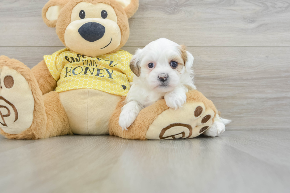 Playful Shichon Designer Puppy