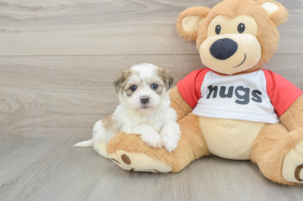 6 week old Teddy Bear Puppy For Sale - Florida Fur Babies