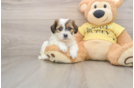 Teddy Bear Puppy for Adoption