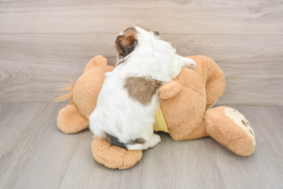 Teddy Bear Puppy for Adoption