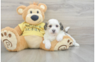 Teddy Bear Puppy for Adoption