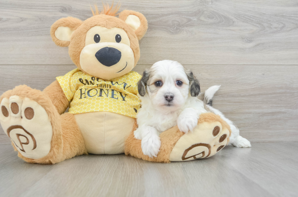 6 week old Teddy Bear Puppy For Sale - Florida Fur Babies