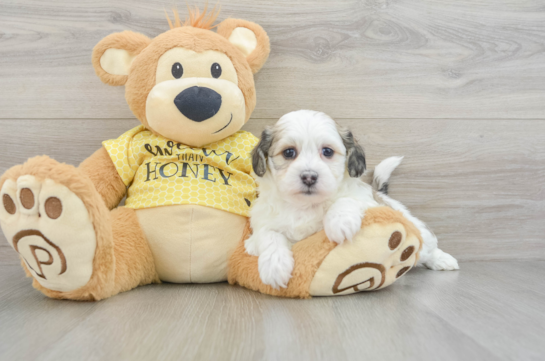 Teddy Bear Puppy for Adoption