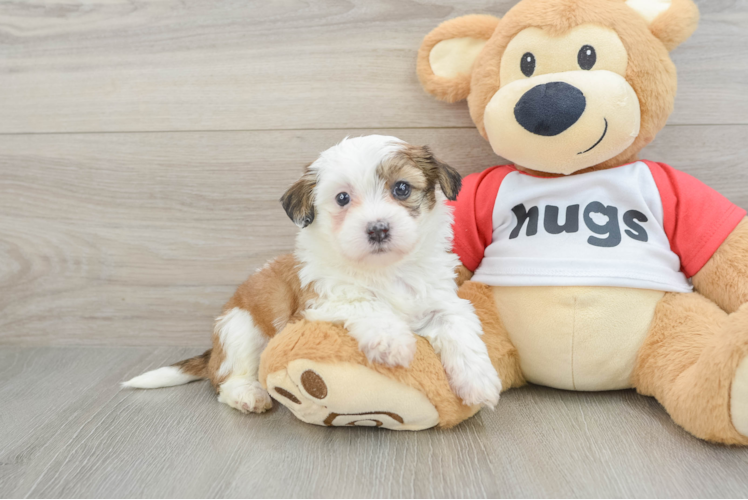 Teddy Bear Puppy for Adoption
