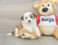 8 week old Teddy Bear Puppy For Sale - Florida Fur Babies