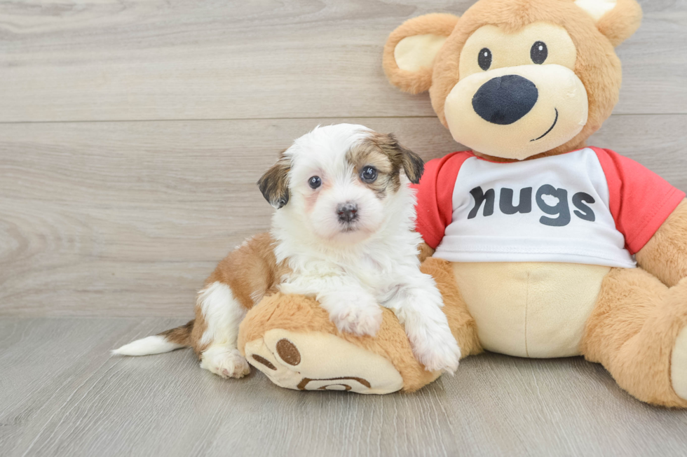 Teddy Bear Puppy for Adoption