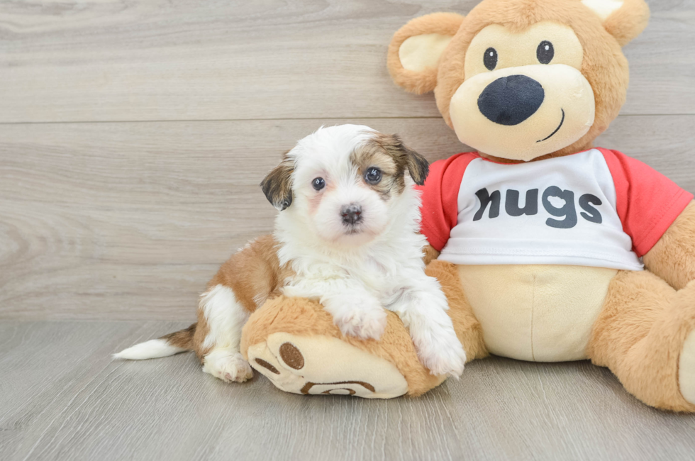 9 week old Teddy Bear Puppy For Sale - Florida Fur Babies