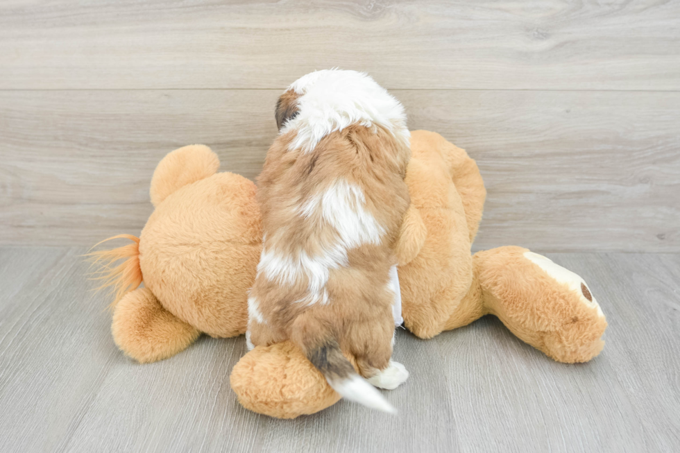 Teddy Bear Puppy for Adoption