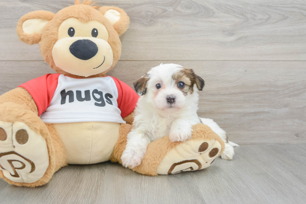 Best Teddy Bear Baby