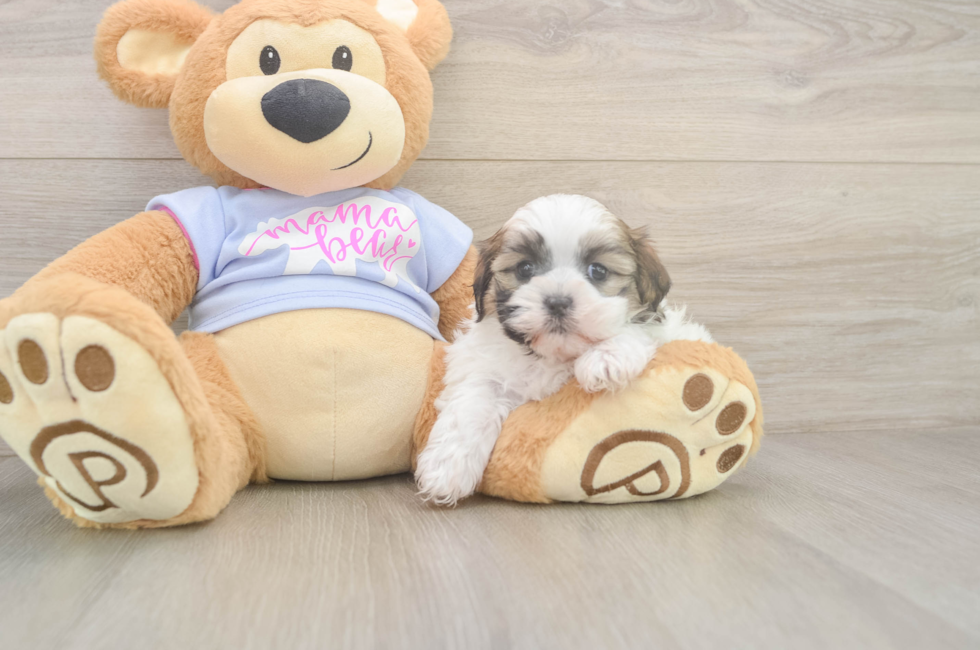 5 week old Teddy Bear Puppy For Sale - Florida Fur Babies