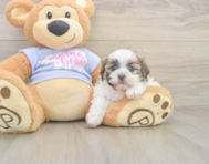 6 week old Teddy Bear Puppy For Sale - Florida Fur Babies 6 week old Teddy Bear Puppy For Sale - Florida Fur Babies