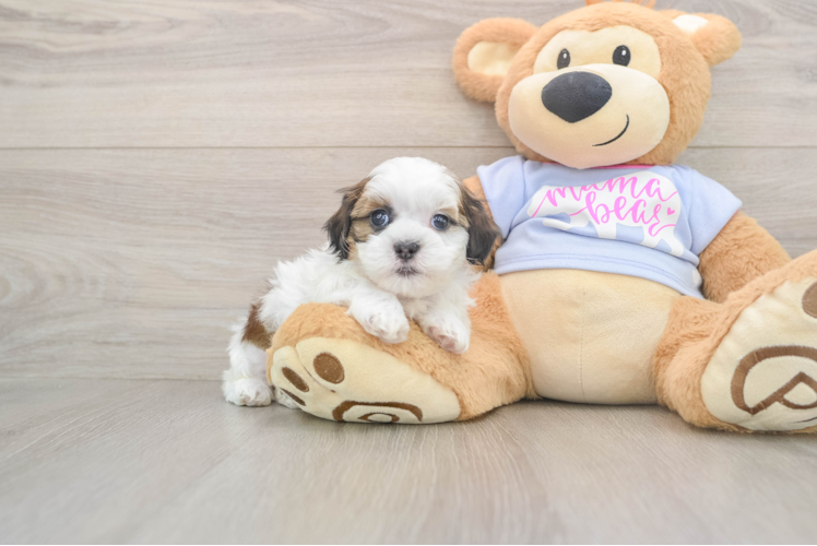 Teddy Bear Pup Being Cute