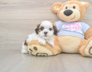 8 week old Teddy Bear Puppy For Sale - Florida Fur Babies