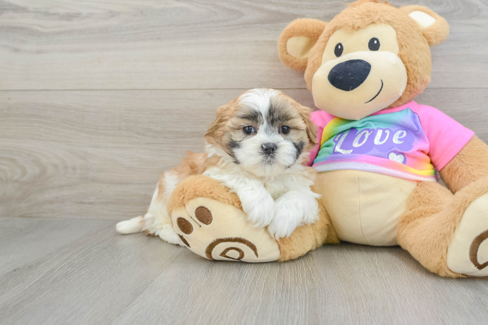 Best Teddy Bear Baby