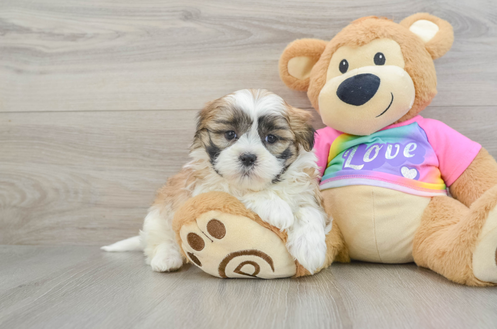 6 week old Teddy Bear Puppy For Sale - Florida Fur Babies