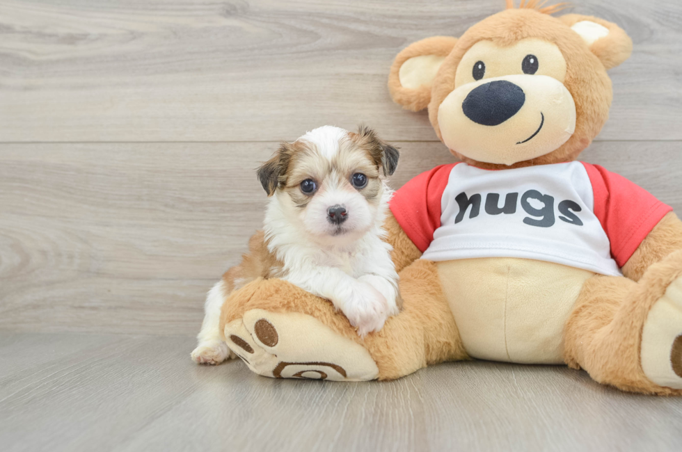 6 week old Teddy Bear Puppy For Sale - Florida Fur Babies