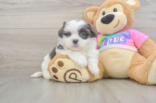 Popular Teddy Bear Designer Pup