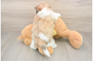 Hypoallergenic Shitzu Designer Puppy
