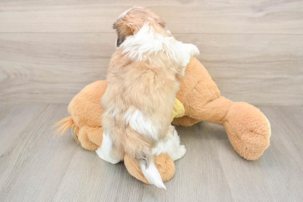 Hypoallergenic Shitzu Designer Puppy