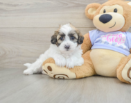 7 week old Teddy Bear Puppy For Sale - Florida Fur Babies