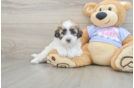 Small Teddy Bear Baby