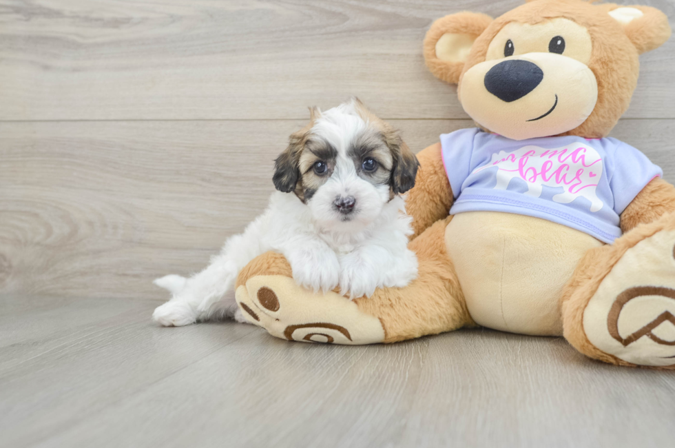 5 week old Teddy Bear Puppy For Sale - Florida Fur Babies