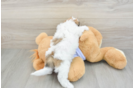 Friendly Teddy Bear Baby