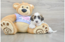 Teddy Bear Puppy for Adoption