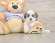 5 week old Teddy Bear Puppy For Sale - Florida Fur Babies