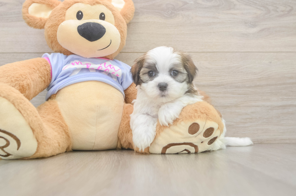 6 week old Teddy Bear Puppy For Sale - Florida Fur Babies