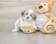 9 week old Teddy Bear Puppy For Sale - Florida Fur Babies