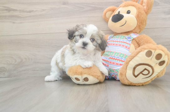 Teddy Bear Pup Being Cute