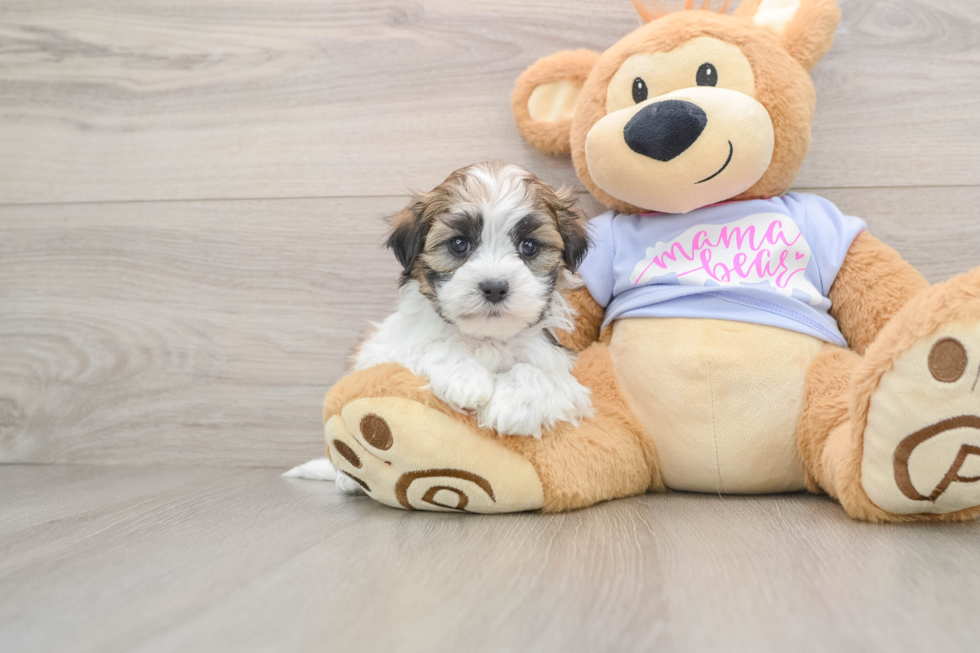 Best Teddy Bear Baby