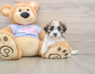 5 week old Teddy Bear Puppy For Sale - Florida Fur Babies