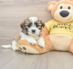 6 week old Teddy Bear Puppy For Sale - Florida Fur Babies