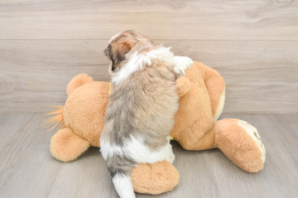Sweet Teddy Bear Baby