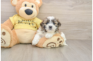 Teddy Bear Puppy for Adoption