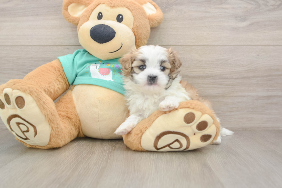 Teddy Bear Puppy for Adoption
