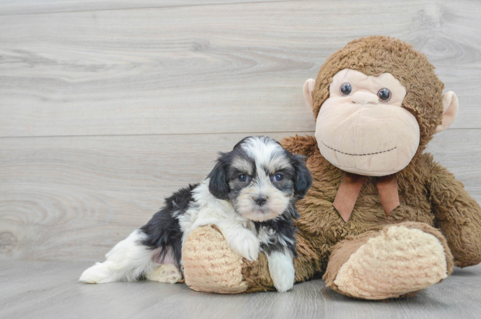 10 week old Teddy Bear Puppy For Sale - Florida Fur Babies