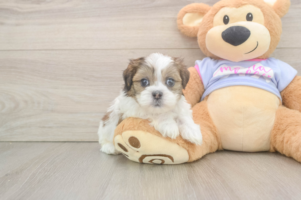 6 week old Teddy Bear Puppy For Sale - Florida Fur Babies