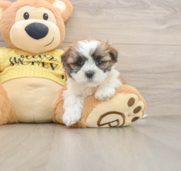 6 week old Teddy Bear Puppy For Sale - Florida Fur Babies