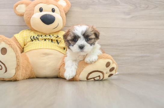 ED, a Teddy Bear littermate