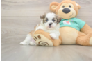 Small Teddy Bear Baby