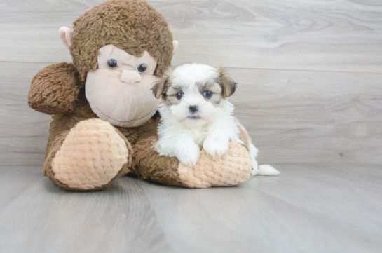 29 week old Teddy Bear Puppy For Sale - Florida Fur Babies