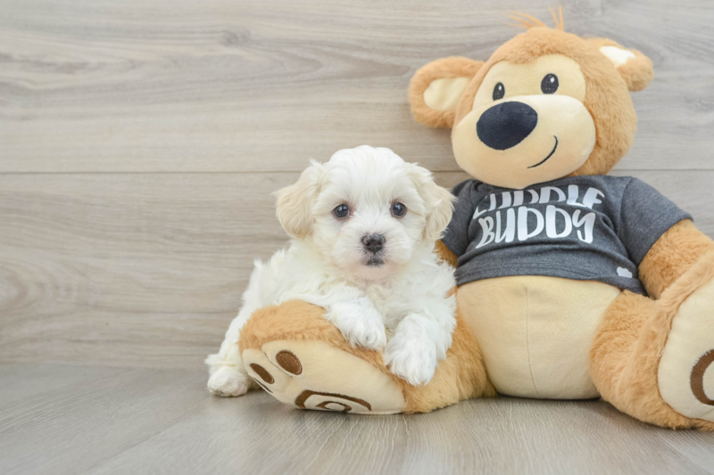 Meet Eden - our Teddy Bear Puppy Photo 1/3 - Florida Fur Babies